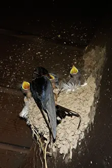 Rustica: Barn Swallow adult at nest feeding chicks