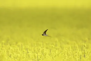 Rustica: Barn Swallow - adult swallow flying over flowering