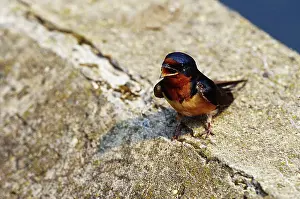 Rustica: Barn Swallow chick