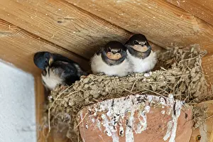 090320: Barn Swallow - chickens on nest - England, UK. Barn