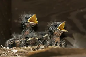 Rustica: Barn Swallow chicks