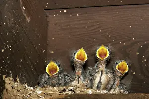 Rustica: Barn Swallow chicks