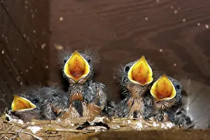Rustica: Barn Swallow chicks