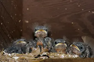 Rustica: Barn Swallow chicks
