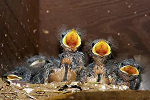 Rustica: Barn Swallow chicks