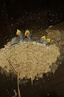 Rustica: Barn Swallow chicks