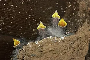 Rustica: Barn Swallow chicks