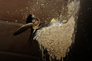 Rustica: Barn Swallow chicks
