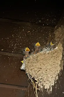 Rustica: Barn Swallow chicks