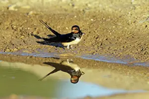 Puddles: Barn Swallow - collecting nest material from puddle