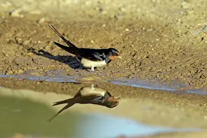 Puddles: Barn Swallow - collecting nest material from puddle