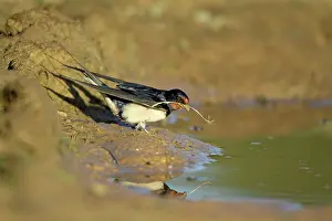 Puddles: Barn Swallow - collecting nest material from puddle