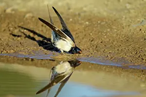 Puddles: Barn Swallow - collecting nest material from puddle