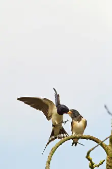 Rustica: Barn Swallow feeding young Bedfordshire, UK 17289