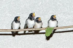 Fledgelings: Barn Swallow - fledgelings begging for food