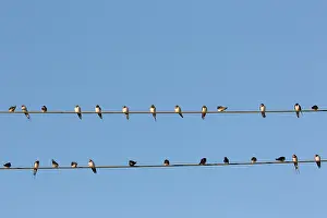 Electric: Barn Swallow - flock resting on overhead wires -