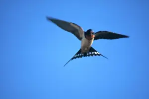 Rustica: Barn Swallow Flying