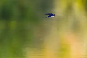 121118: Barn Swallow - flying over lake, North Hessen, Germany