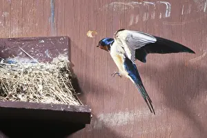 Rustica: Barn Swallow flying to nest