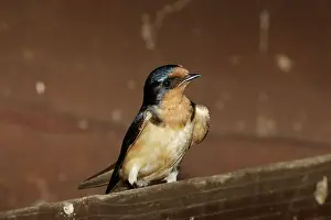 Rustica: Barn Swallow (Hirundo rustica) adult
