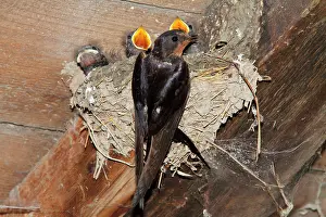 Rustica: Barn swallow (Hirundo rustica), adult with chicks