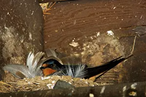 Rustica: Barn Swallow (Hirundo rustica) adult at nest
