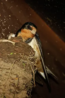 Rustica: Barn Swallow (Hirundo rustica) adult at nest