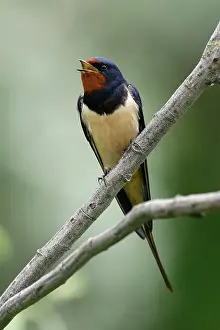 Rustica: Barn swallow (Hirundo rustica) on a branch, wild