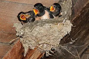 Rustica: Barn swallow (Hirundo rustica), chicks at nest