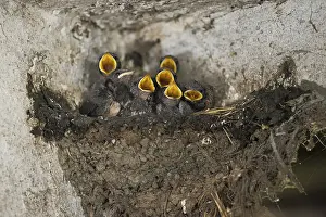 Barn: Barn Swallow (Hirundo rustica) chicks in nest begging for food