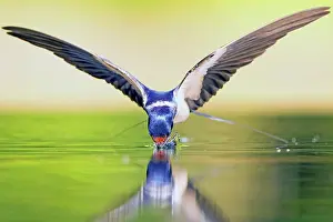Rustica: Barn swallow (Hirundo rustica) drinking in flight
