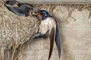 Rustica: Barn swallow (Hirundo rustica) feeding its chicks