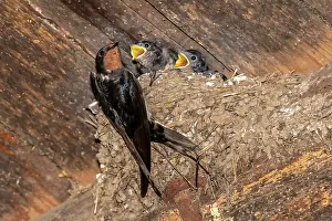 Rustica: Barn swallow (Hirundo rustica), feeding the young