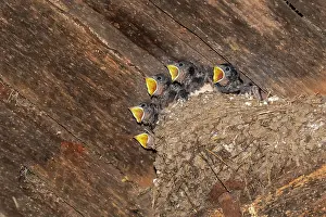 Rustica: Barn swallow (Hirundo rustica), five fledglings