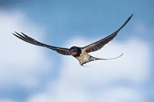 Rustica: Barn swallow (Hirundo rustica), in flight, Thuringia