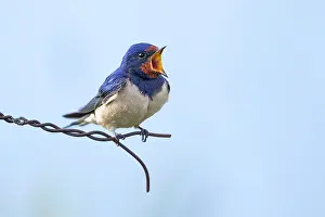 Rustica: Barn Swallow (Hirundo rustica) perched on wire
