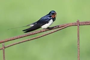 Rustica: Barn Swallow (Hirundo rustica) singing on a fence