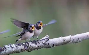 Poverty: Barn Swallow (Hirundo rustica) Young birds begging for food