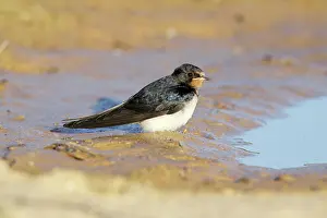 Puddles: Barn Swallow - juvenile resting beside puddle