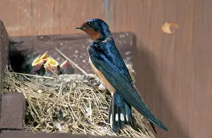 Rustica: Barn Swallow at Nest