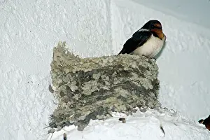 Rustica: Barn Swallow at Nest