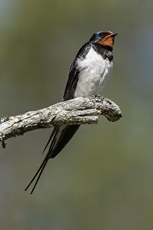 Rustica: Barn Swallow - perched on a branch - Kainuu, Finland