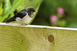 Rustica: Barn Swallow - perched on a fence - England, UK