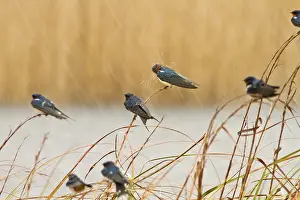 Rustica: Barn Swallow perched on long grass under the rain