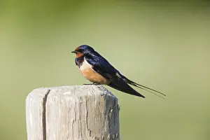 Biting: Barn Swallow - perched on post, being bitten by