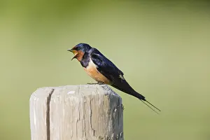 Biting: Barn Swallow - perched on post singing, being bitten