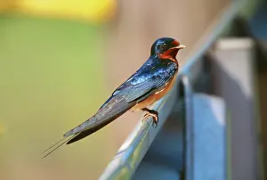 Chest: Barn Swallow - showing North American chest colouration