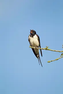 Rustica: Barn Swallow on twig Bedfordshire, UK 17275