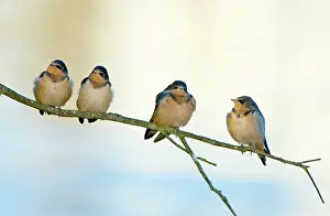 Rustica: Barn swallows, Hirundo rustica, Stanley