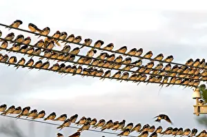 Prior: Barn Swallows - massing on electricity cables prior